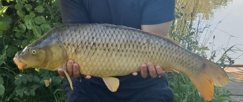 Fish caught at Ash Lake