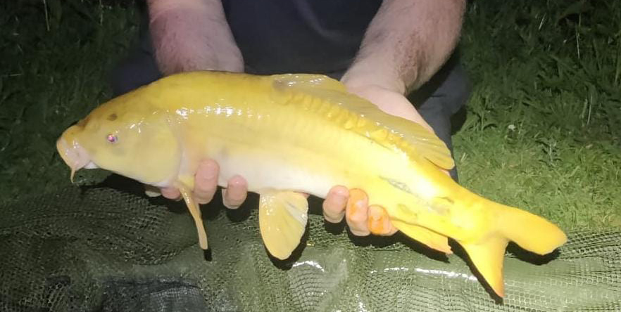 Fish caught at Ash Lake