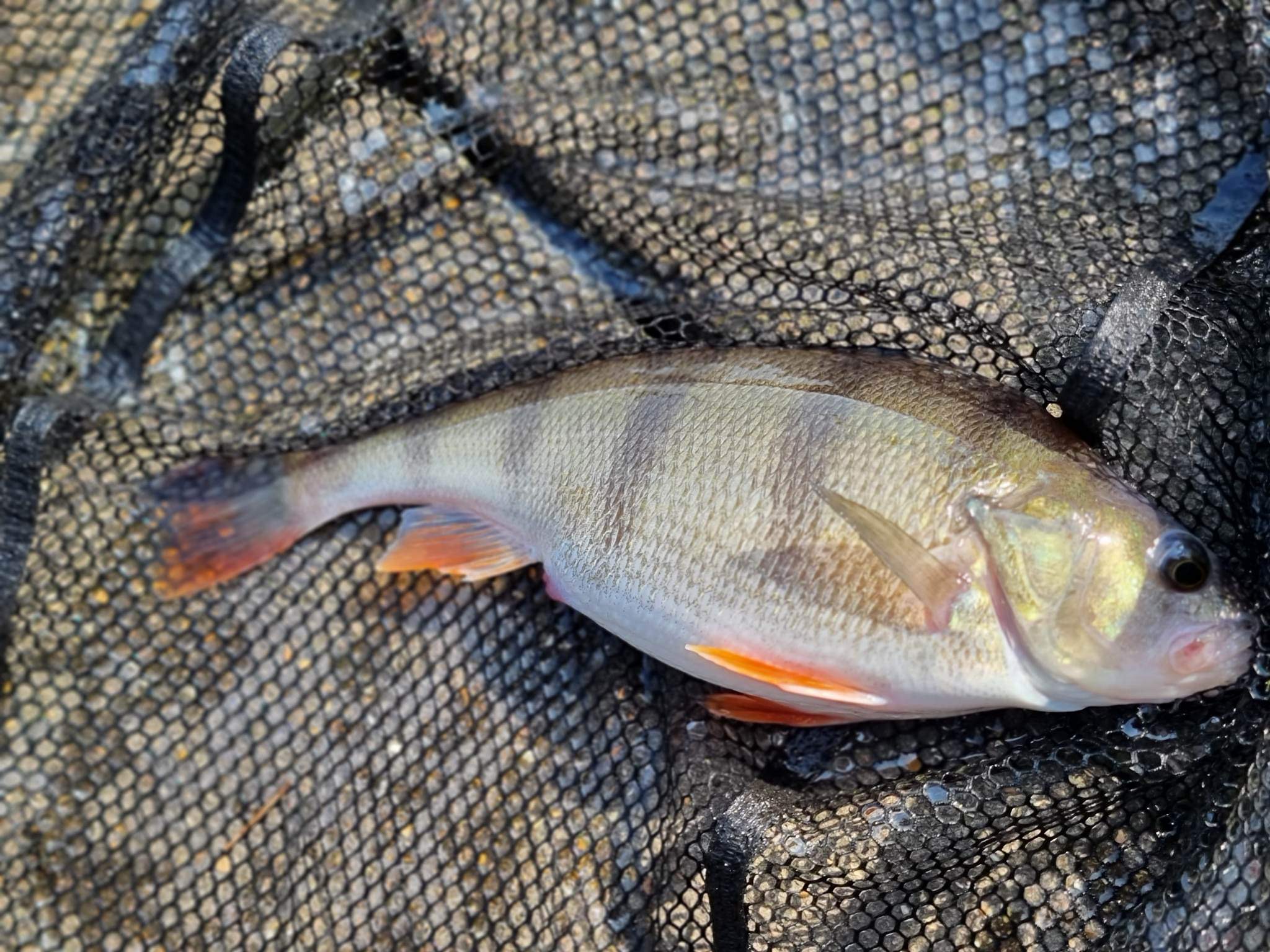Fish caught at Elm Lake