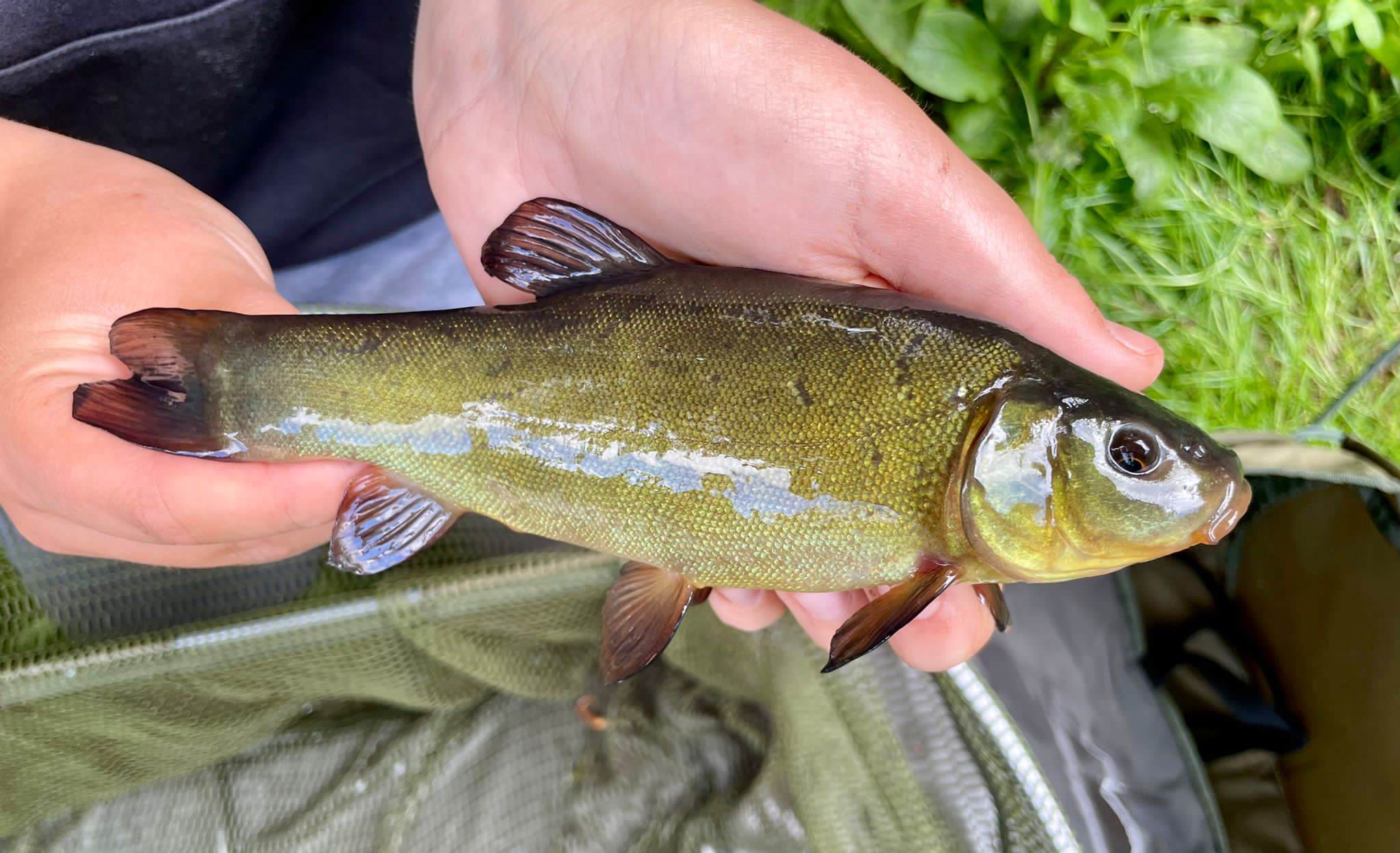Fish caught at Elm Lake