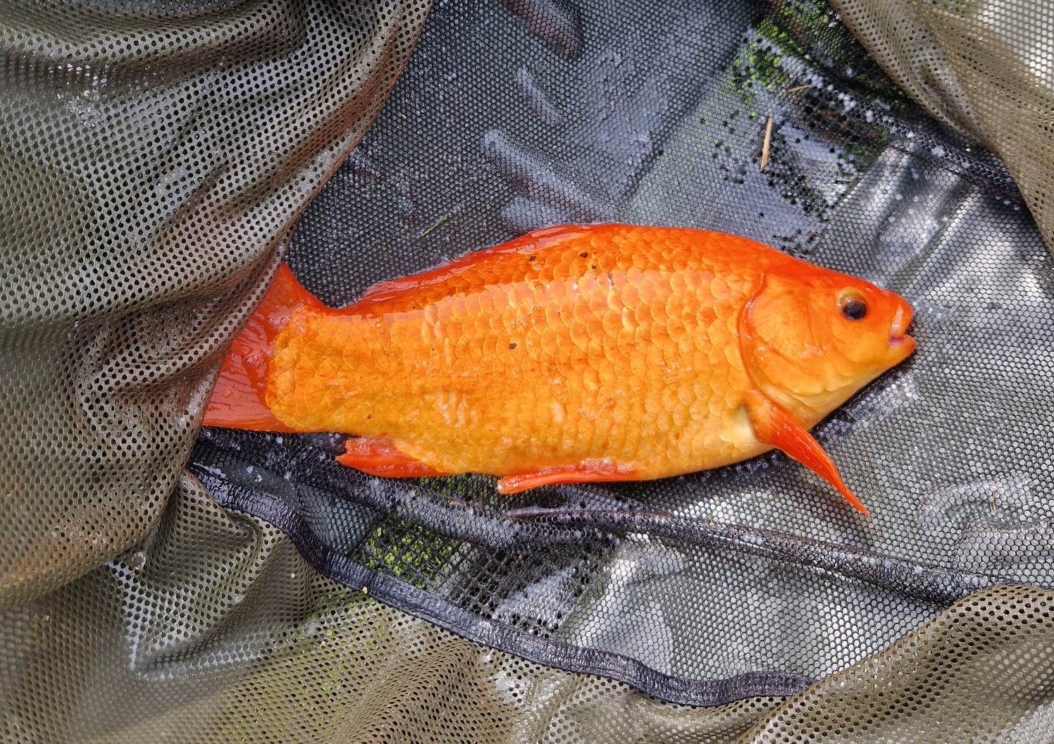 Fish caught at Oak Lake