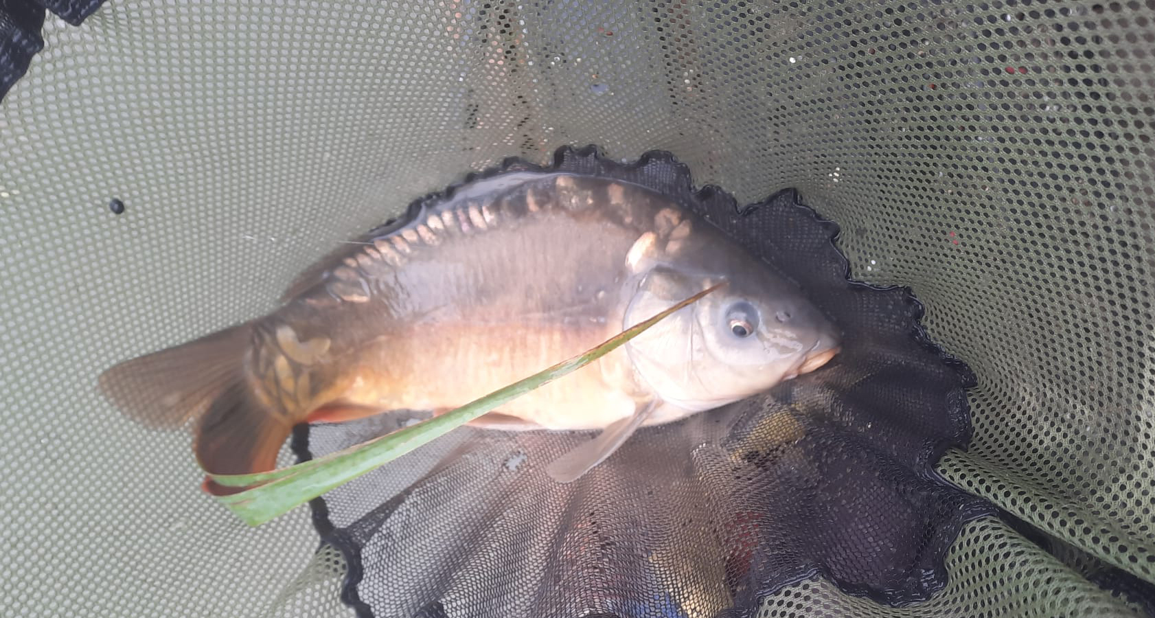 Fish caught at Oak Lake