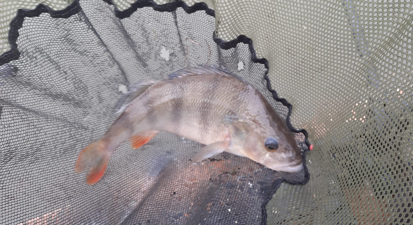 Fish caught at Oak Lake