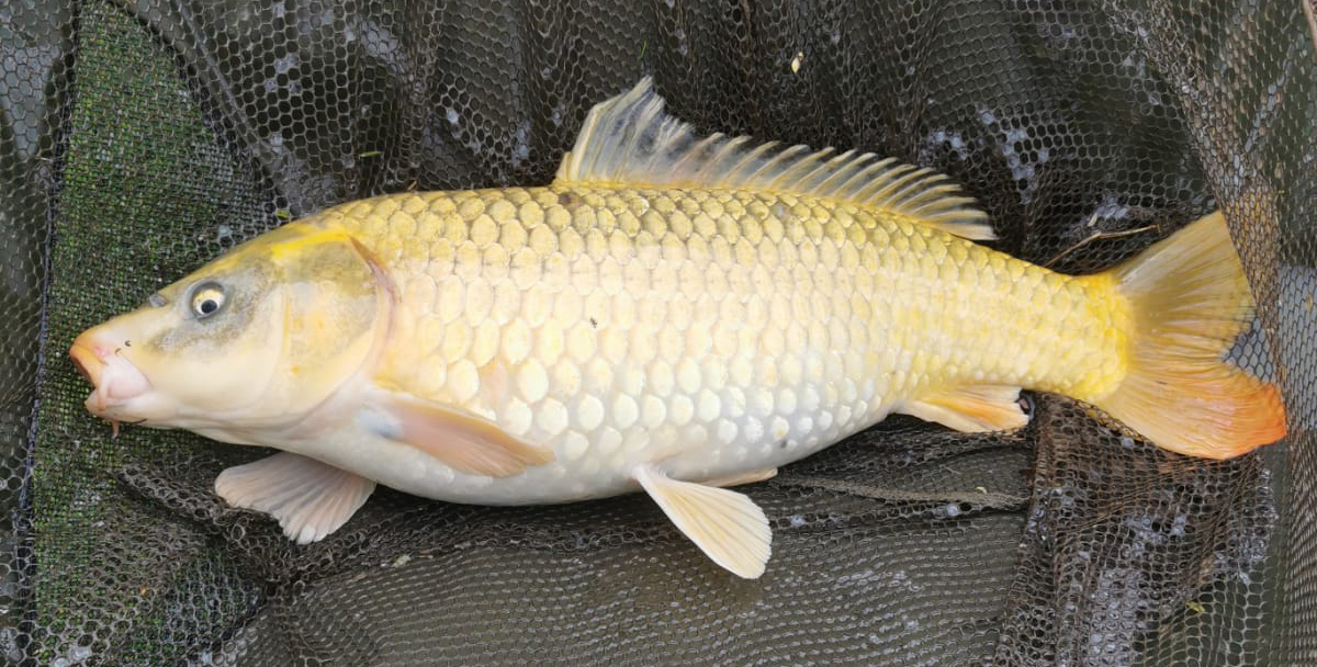 Fish caught at Oak Lake