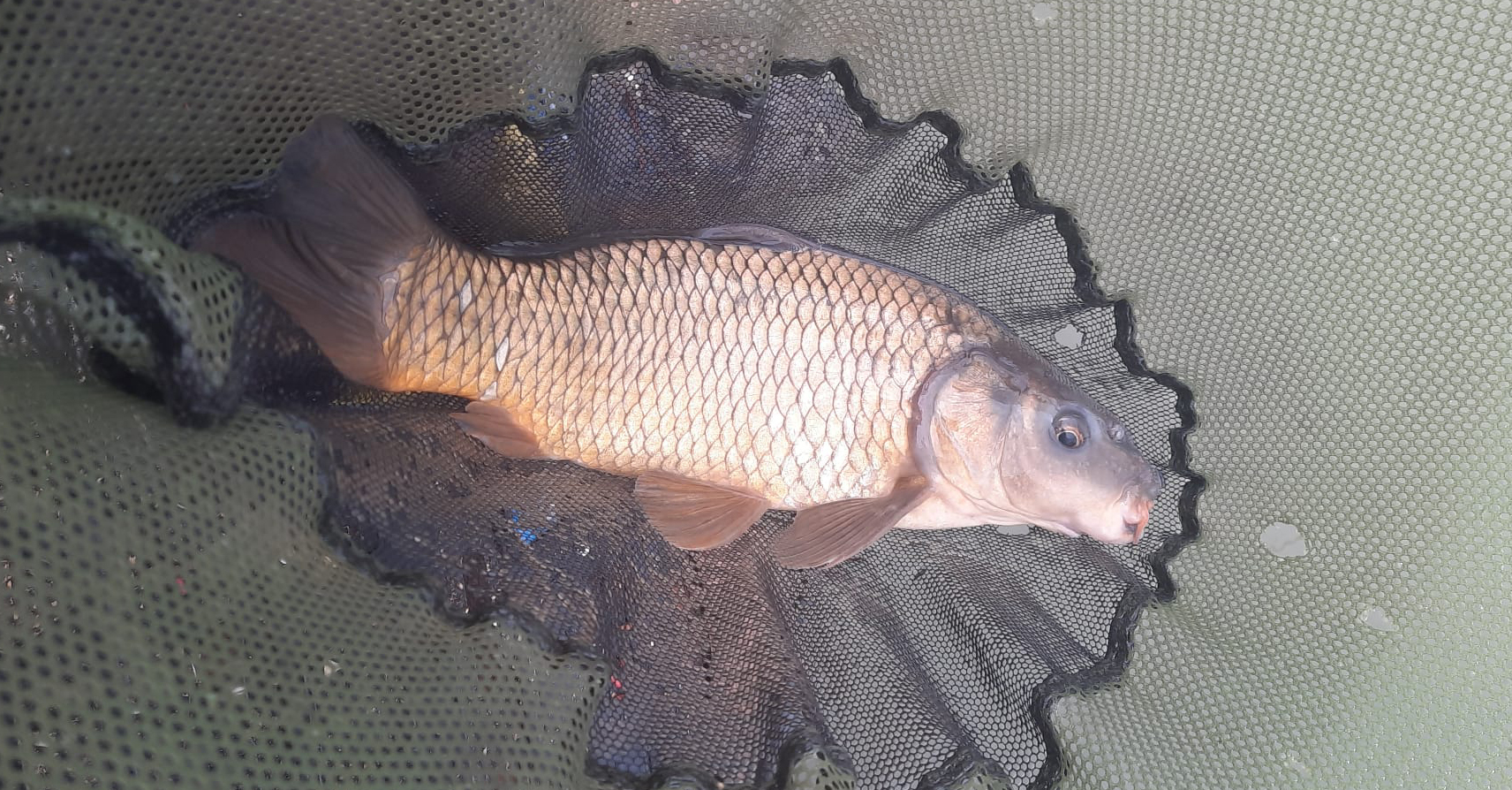 Fish caught at Oak Lake
