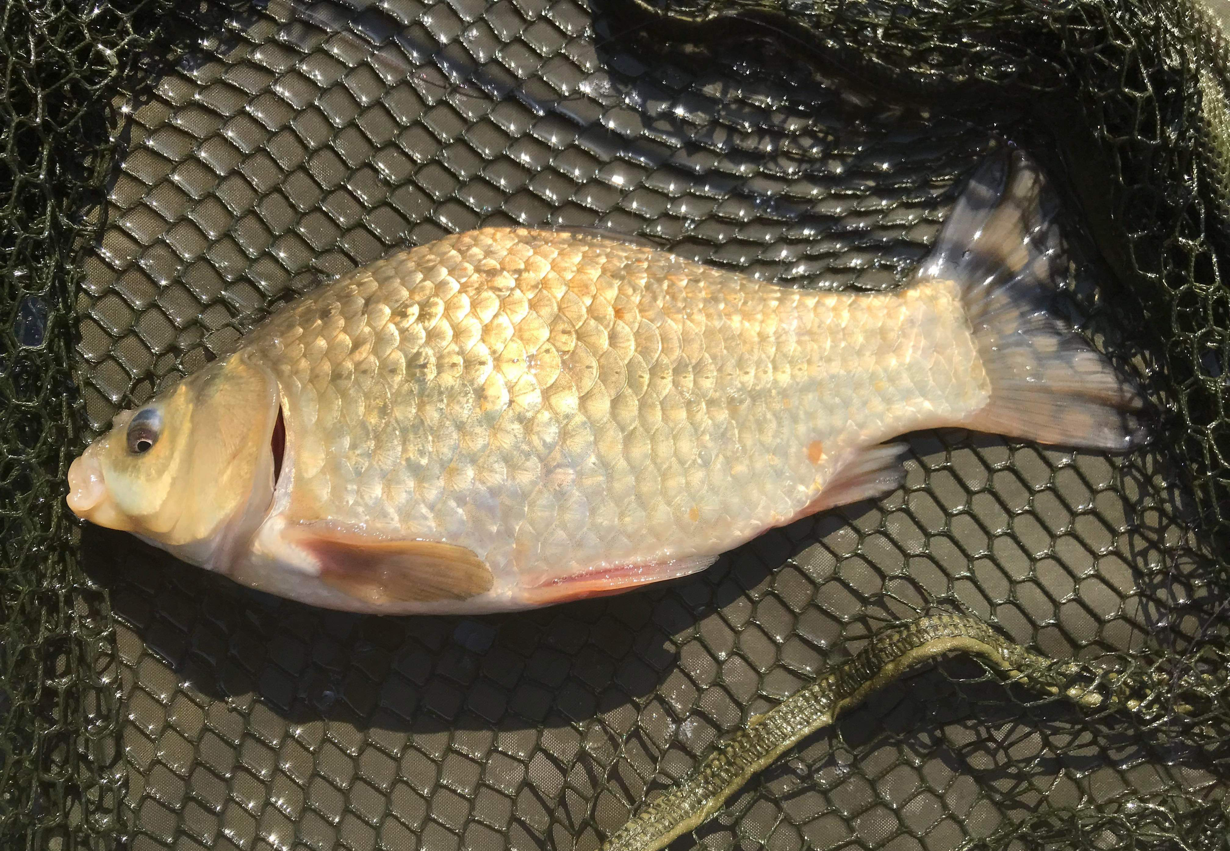 Fish caught at Oak Lake