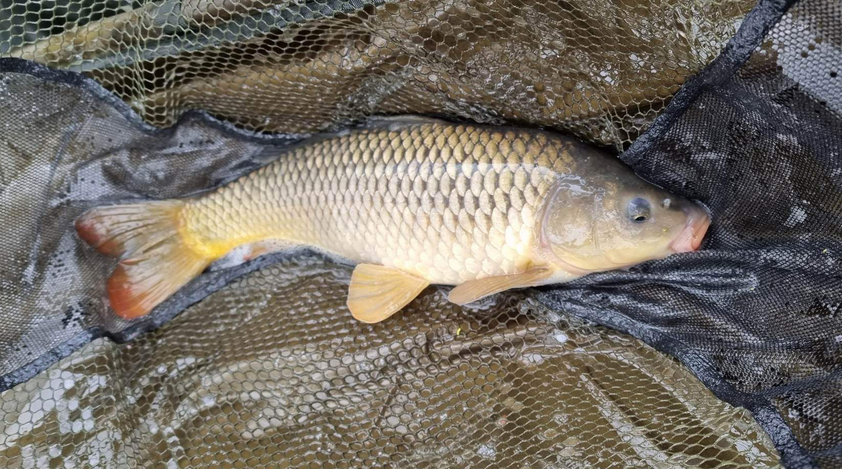 Fish caught at Oak Lake