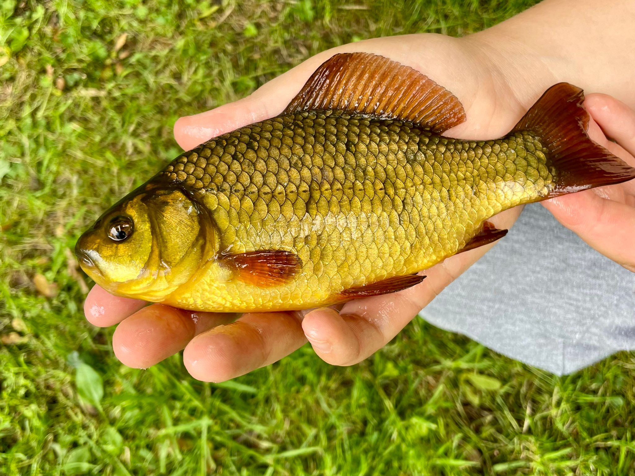 Fish caught at Willow Lake