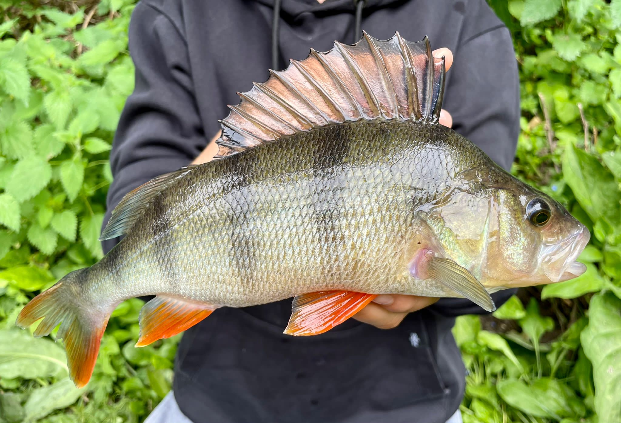 Fish caught at Willow Lake