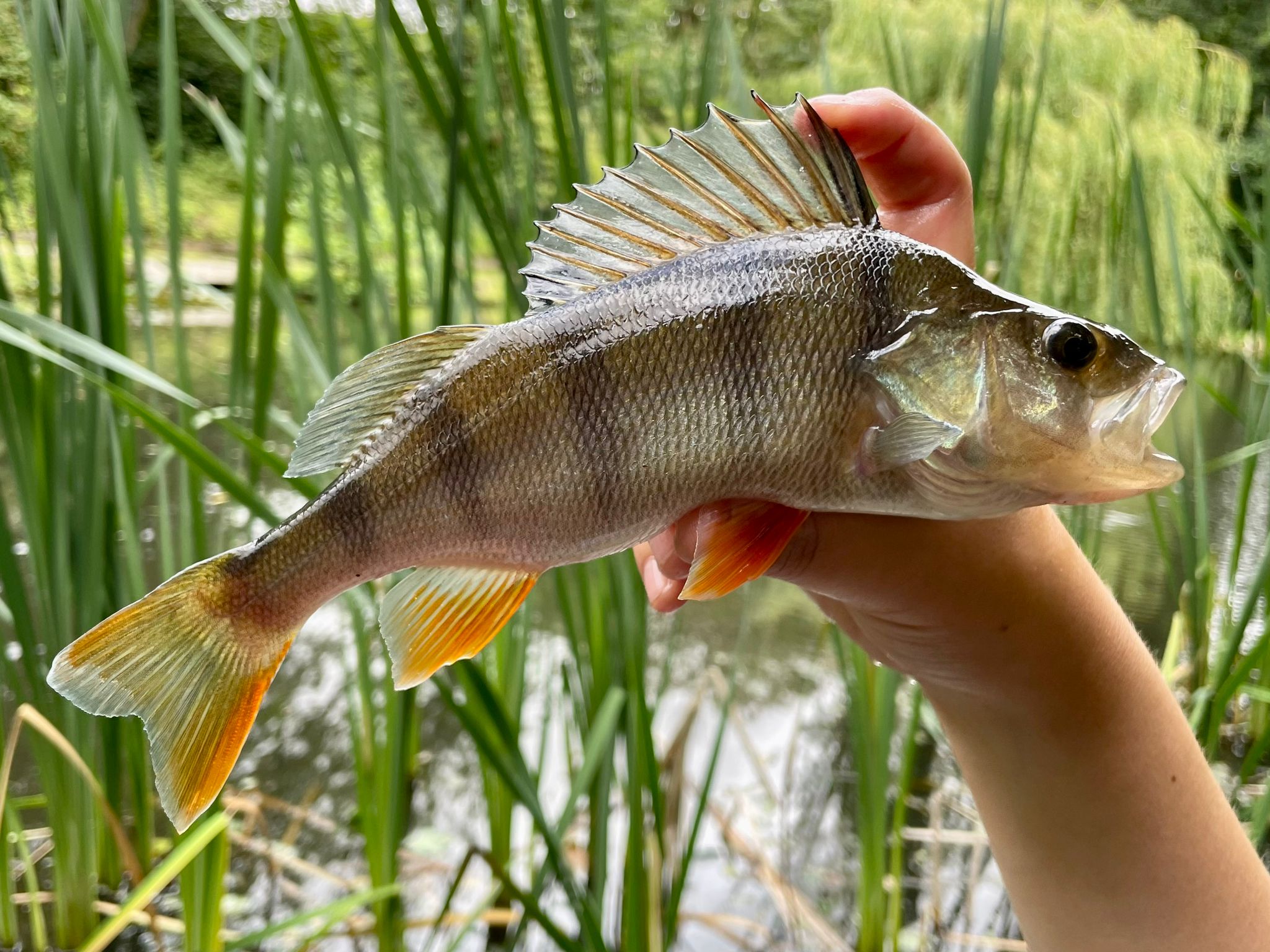 Fish caught at Willow Lake