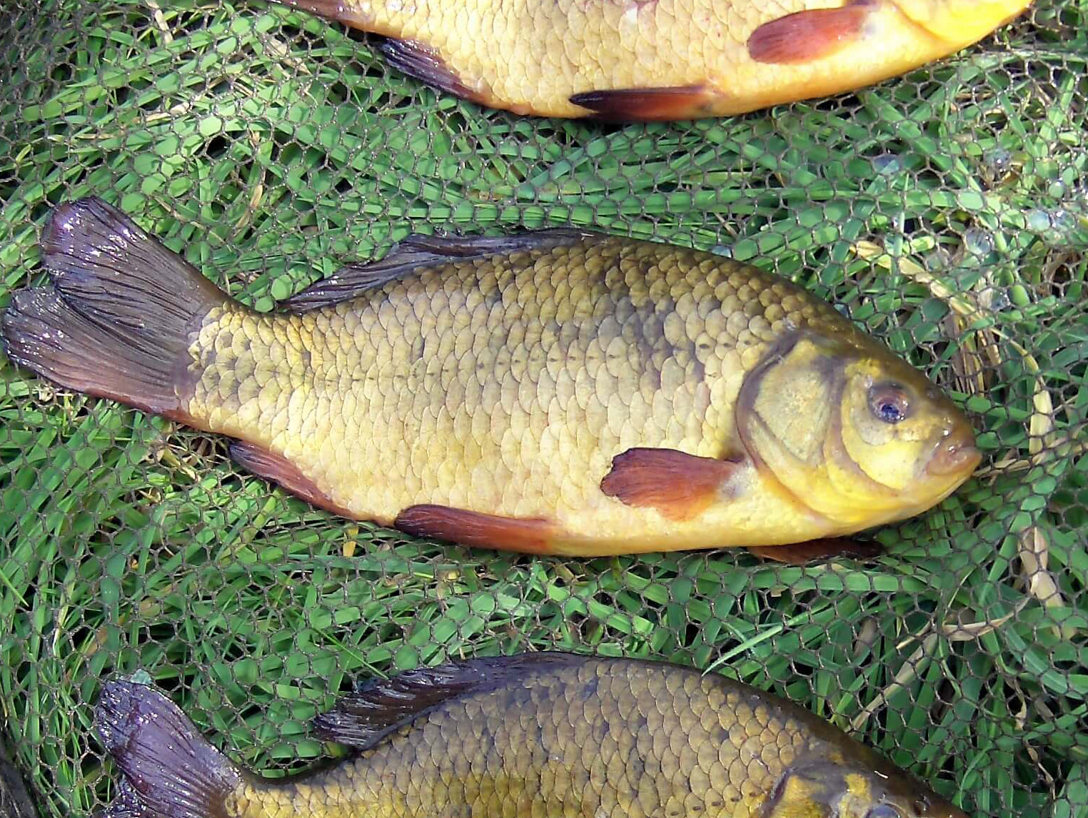 Crucian Carp